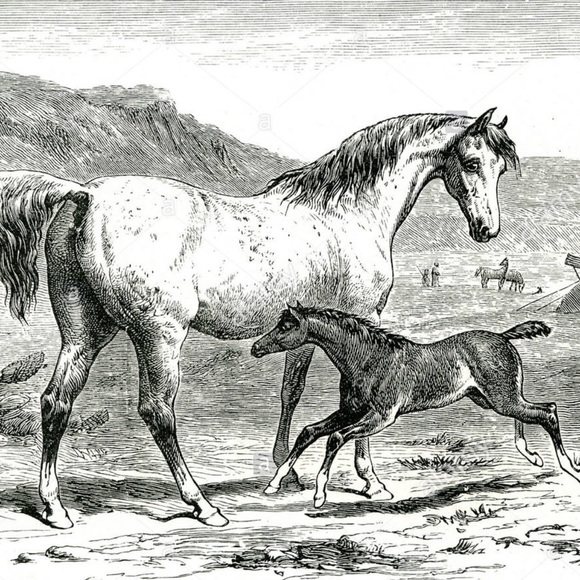 Meet your Posher, Lisa - Picture 1 of 1